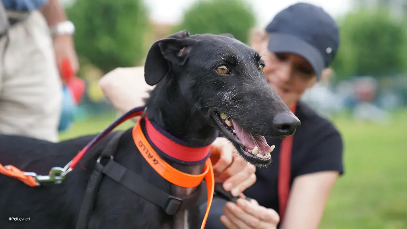 GALLO GALGO NERO PELO RUVIDO ARRIVO 10