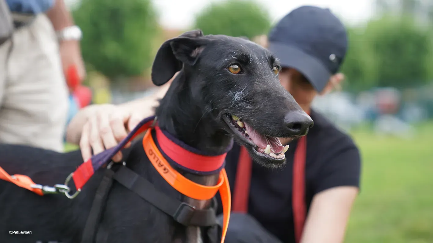 GALLO GALGO NERO PELO RUVIDO ARRIVO 11