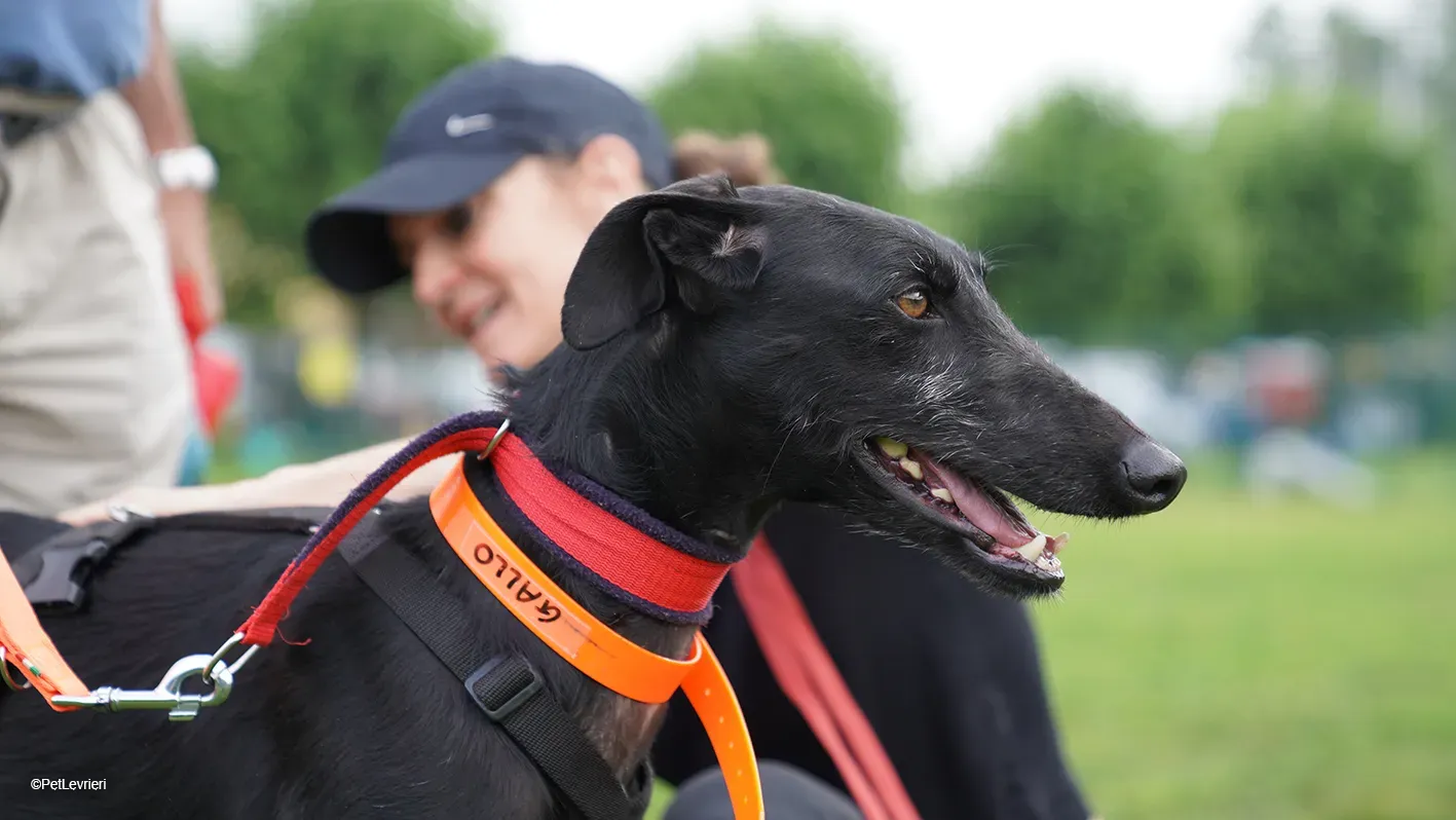 GALLO GALGO NERO PELO RUVIDO ARRIVO 12