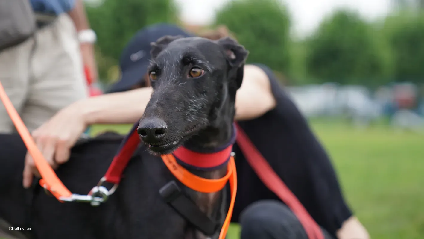 GALLO GALGO NERO PELO RUVIDO ARRIVO 13