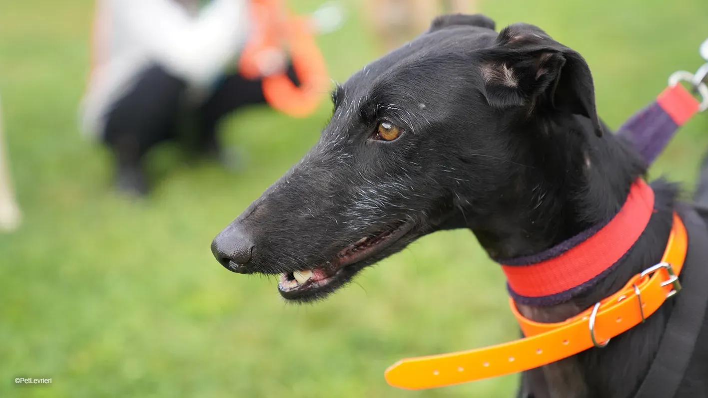 GALLO GALGO NERO PELO RUVIDO ARRIVO 14