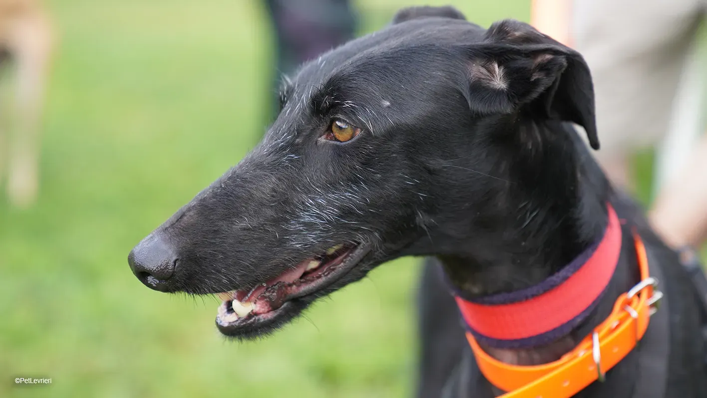 GALLO GALGO NERO PELO RUVIDO ARRIVO 15