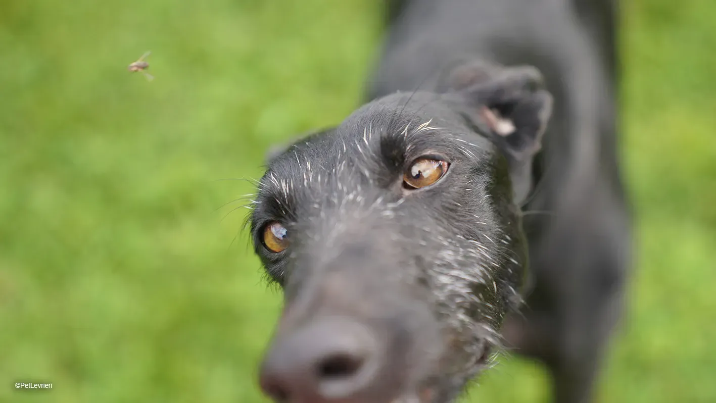 GALLO GALGO NERO PELO RUVIDO ARRIVO 16
