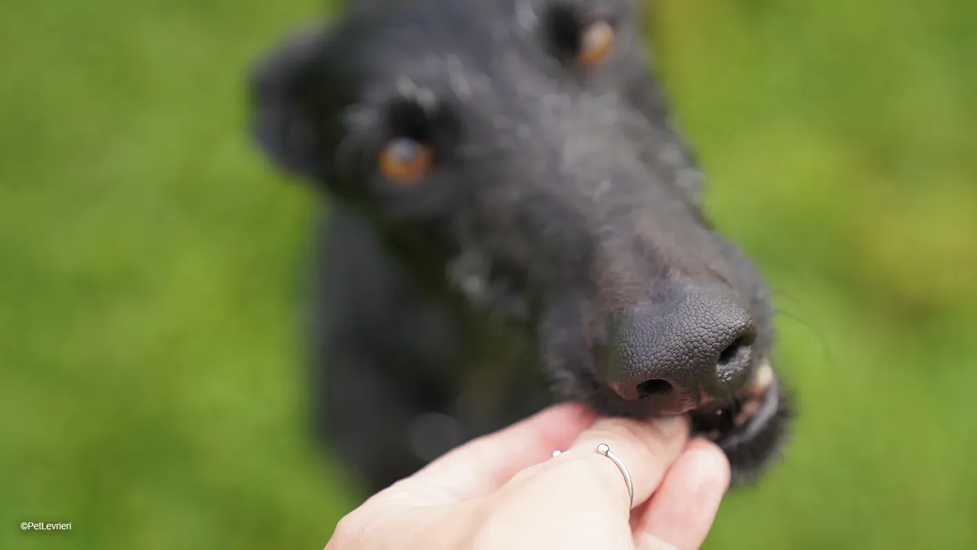GALLO GALGO NERO PELO RUVIDO ARRIVO 17