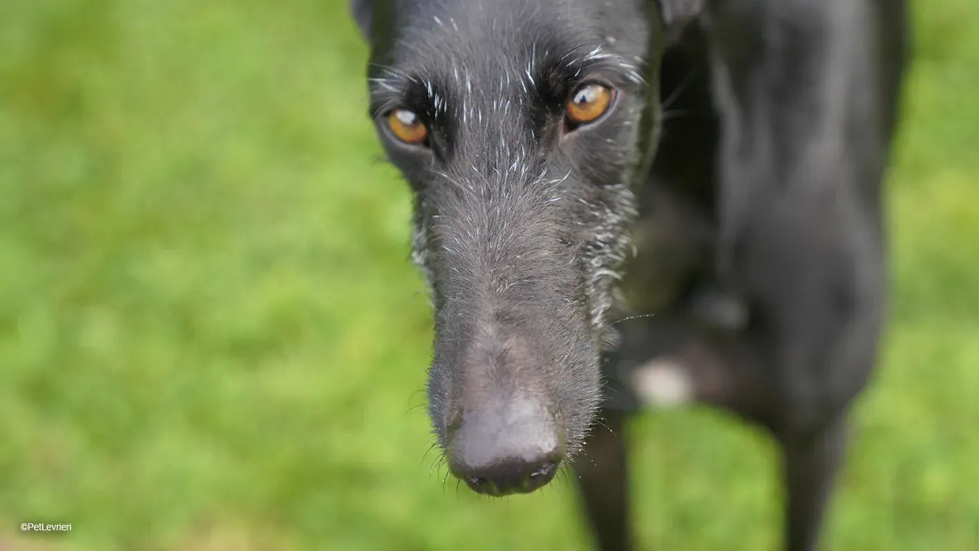 GALLO GALGO NERO PELO RUVIDO ARRIVO 18
