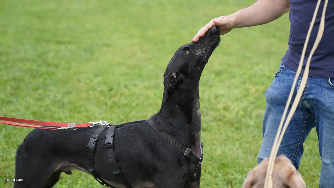 GALLO GALGO NERO PELO RUVIDO ARRIVO 19