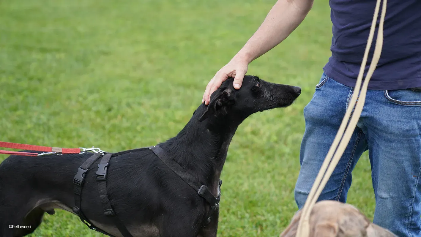 GALLO GALGO NERO PELO RUVIDO ARRIVO 20