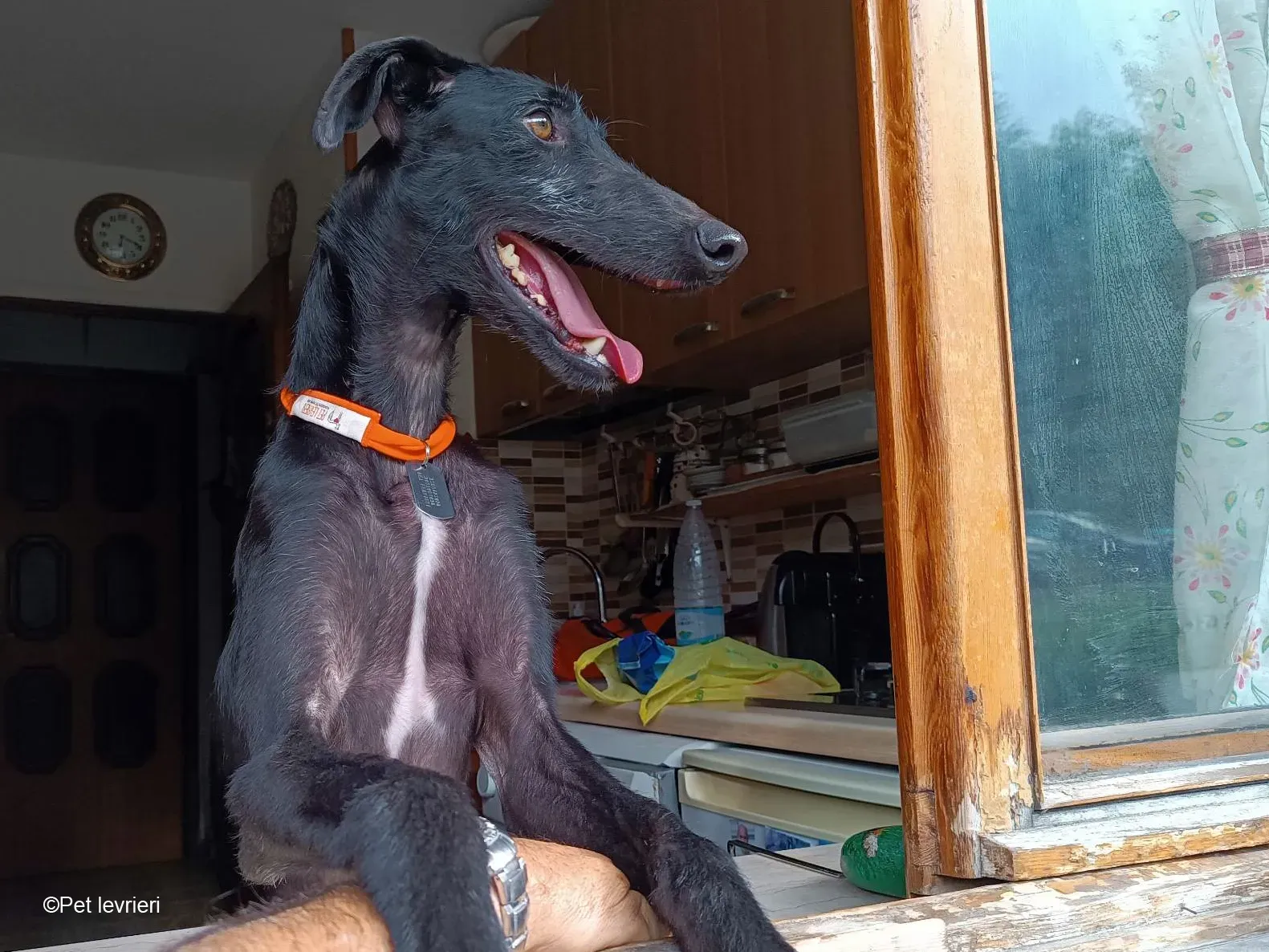 GALLO GALGO NERO PELO RUVIDO FOSTER 01