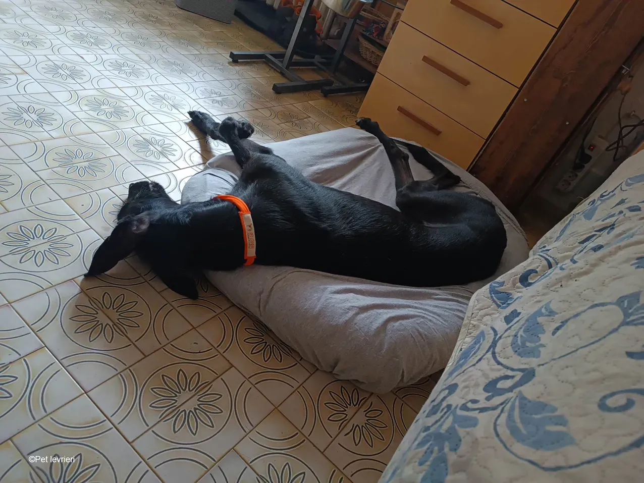 GALLO GALGO NERO PELO RUVIDO FOSTER 02