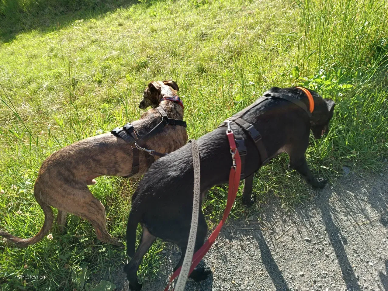 GALLO GALGO NERO PELO RUVIDO FOSTER 03
