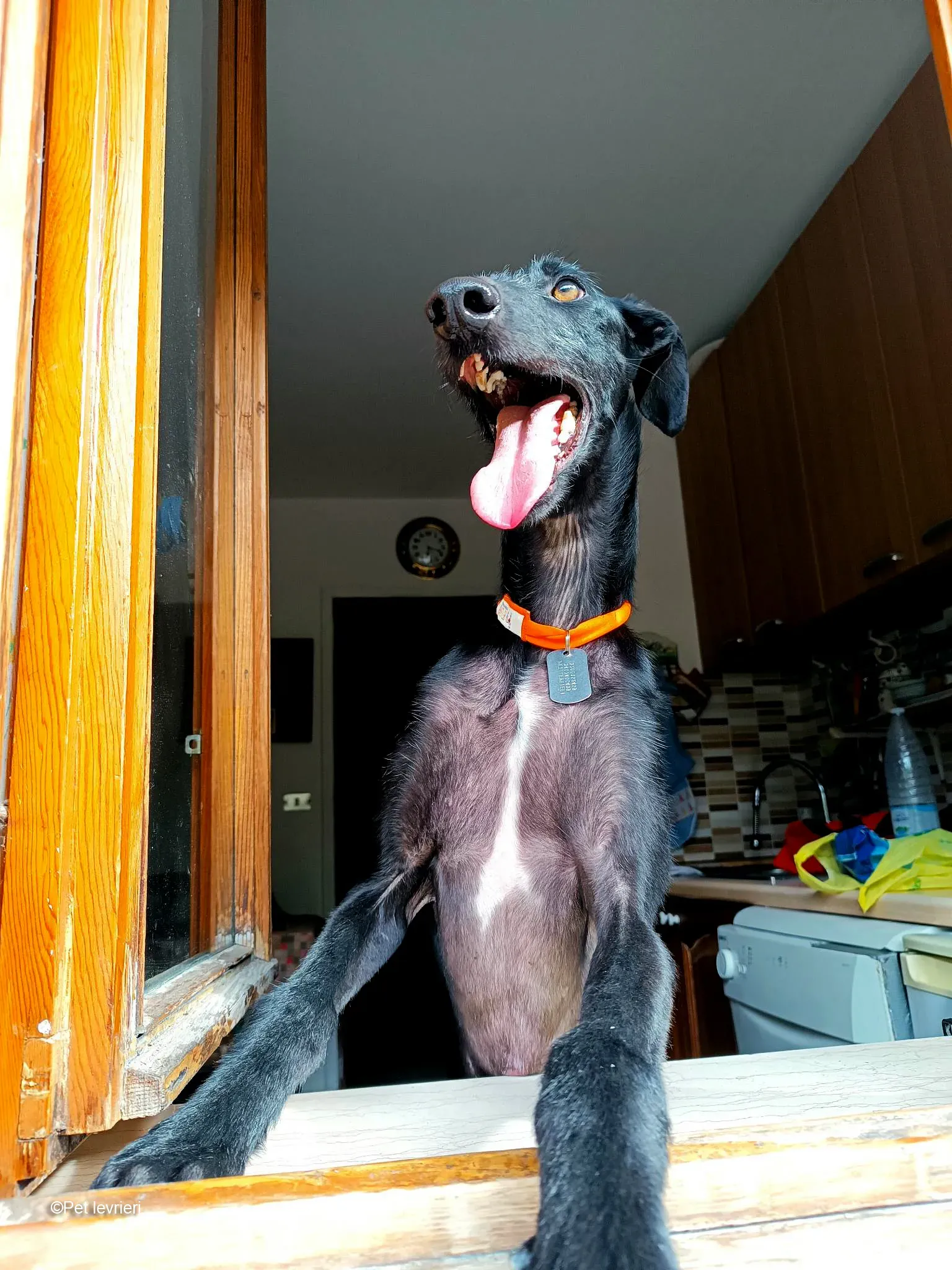 GALLO GALGO NERO PELO RUVIDO FOSTER 05