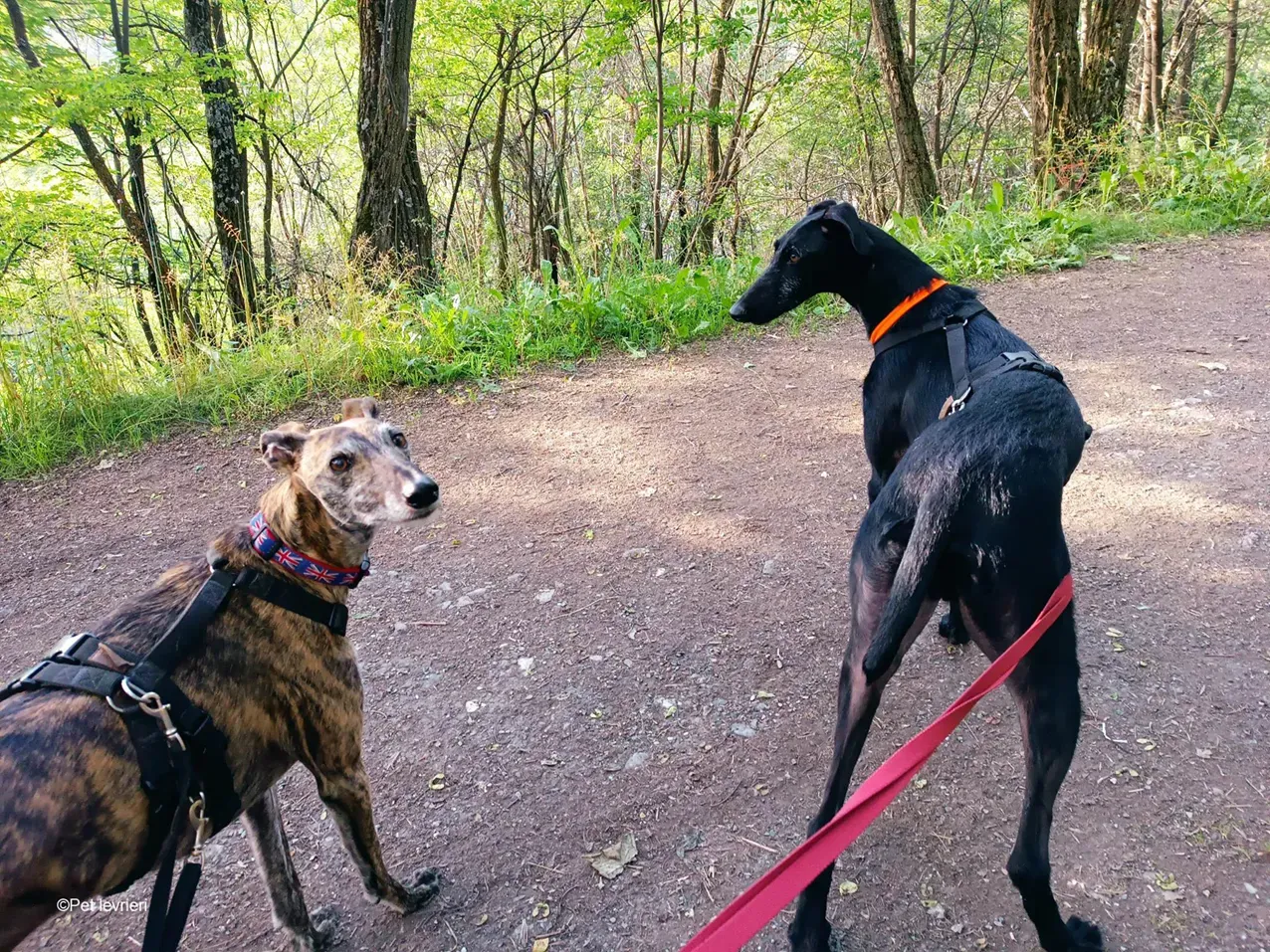 GALLO GALGO NERO PELO RUVIDO FOSTER 06
