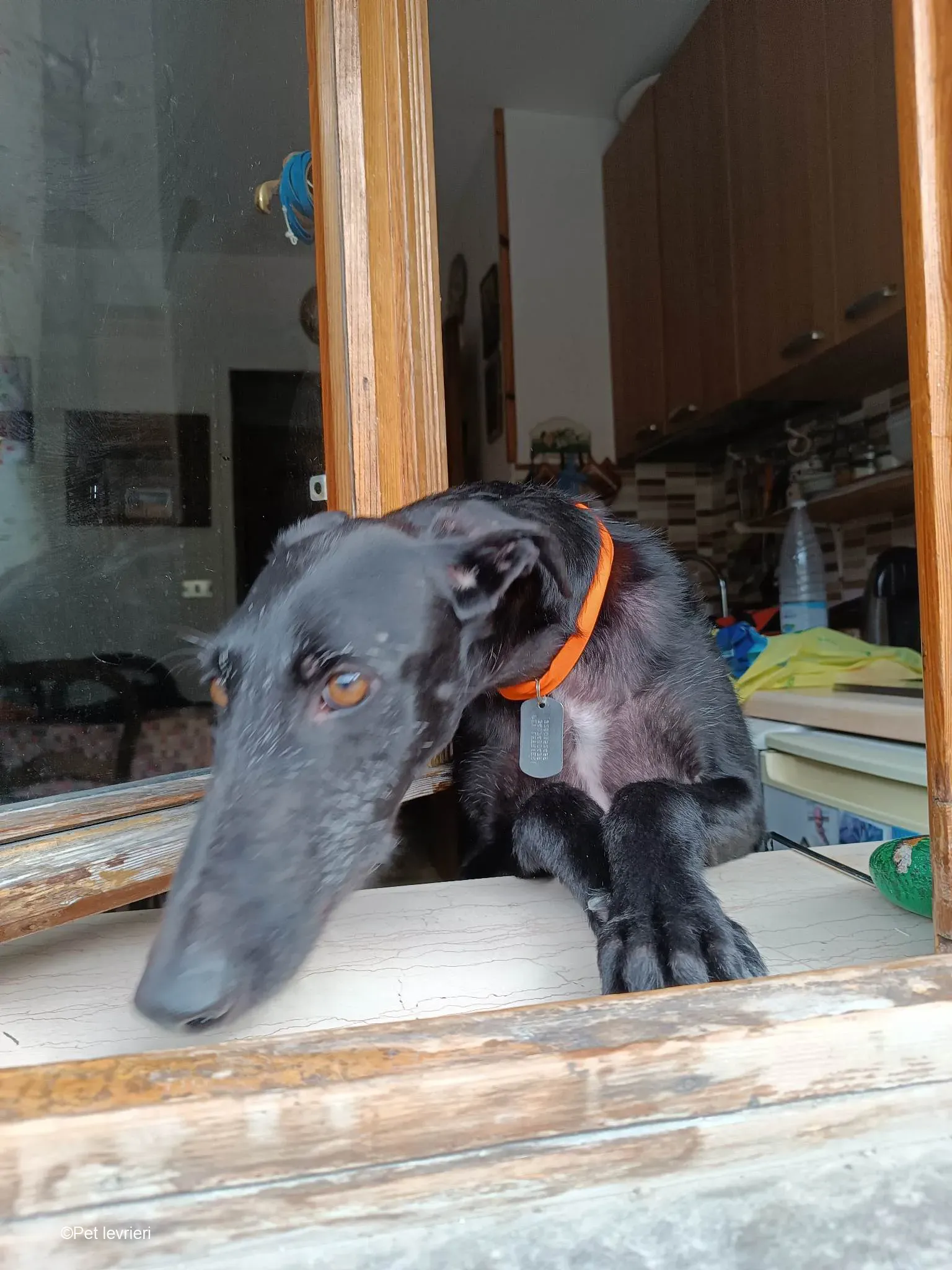 GALLO GALGO NERO PELO RUVIDO FOSTER 07