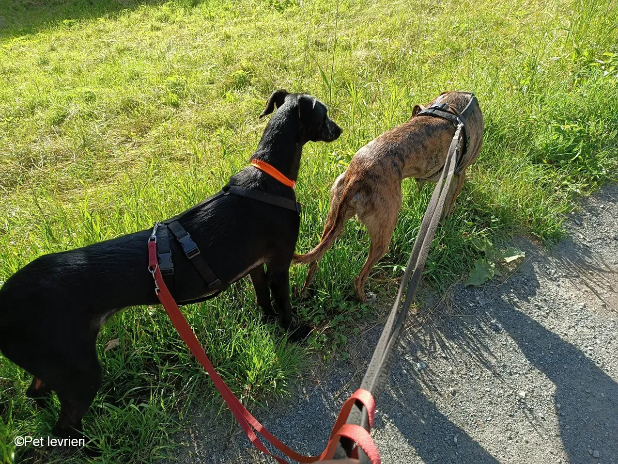 GALLO GALGO NERO PELO RUVIDO FOSTER 08