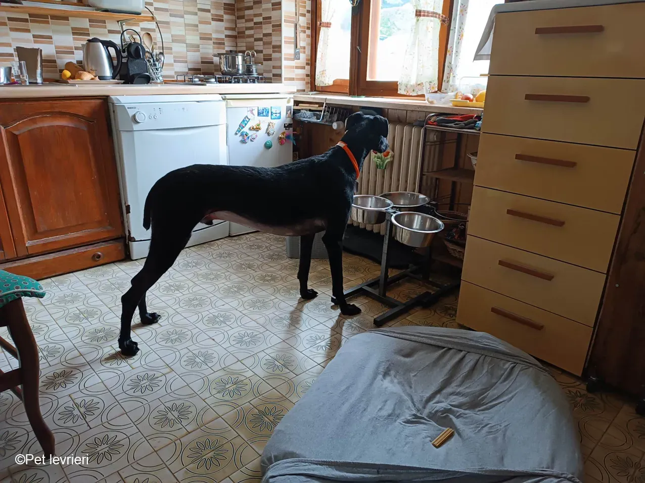 GALLO GALGO NERO PELO RUVIDO FOSTER 09