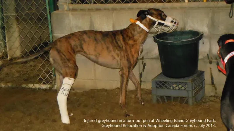 GKvHRGzhuPTAmiu 800x450 noPad