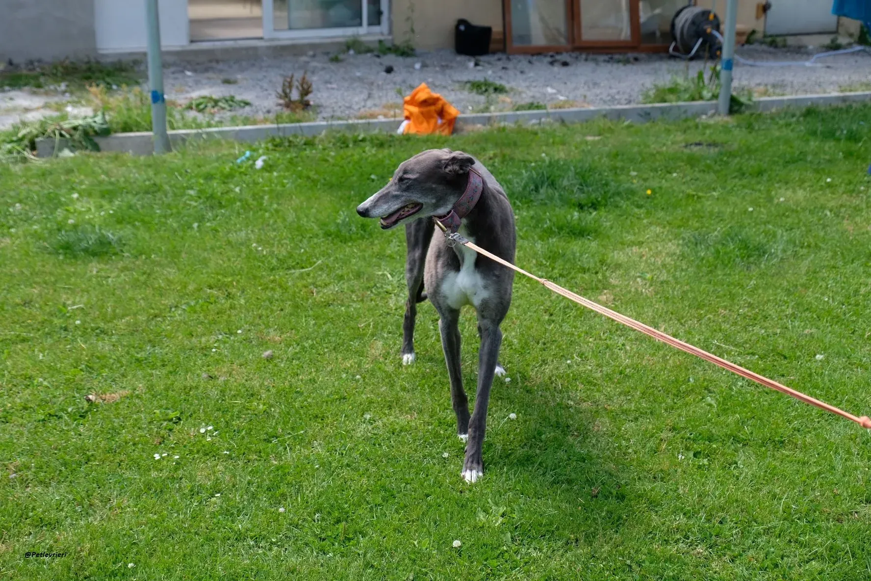 GLORIA GREYHOUND ADOZIONELVRIERI 1
