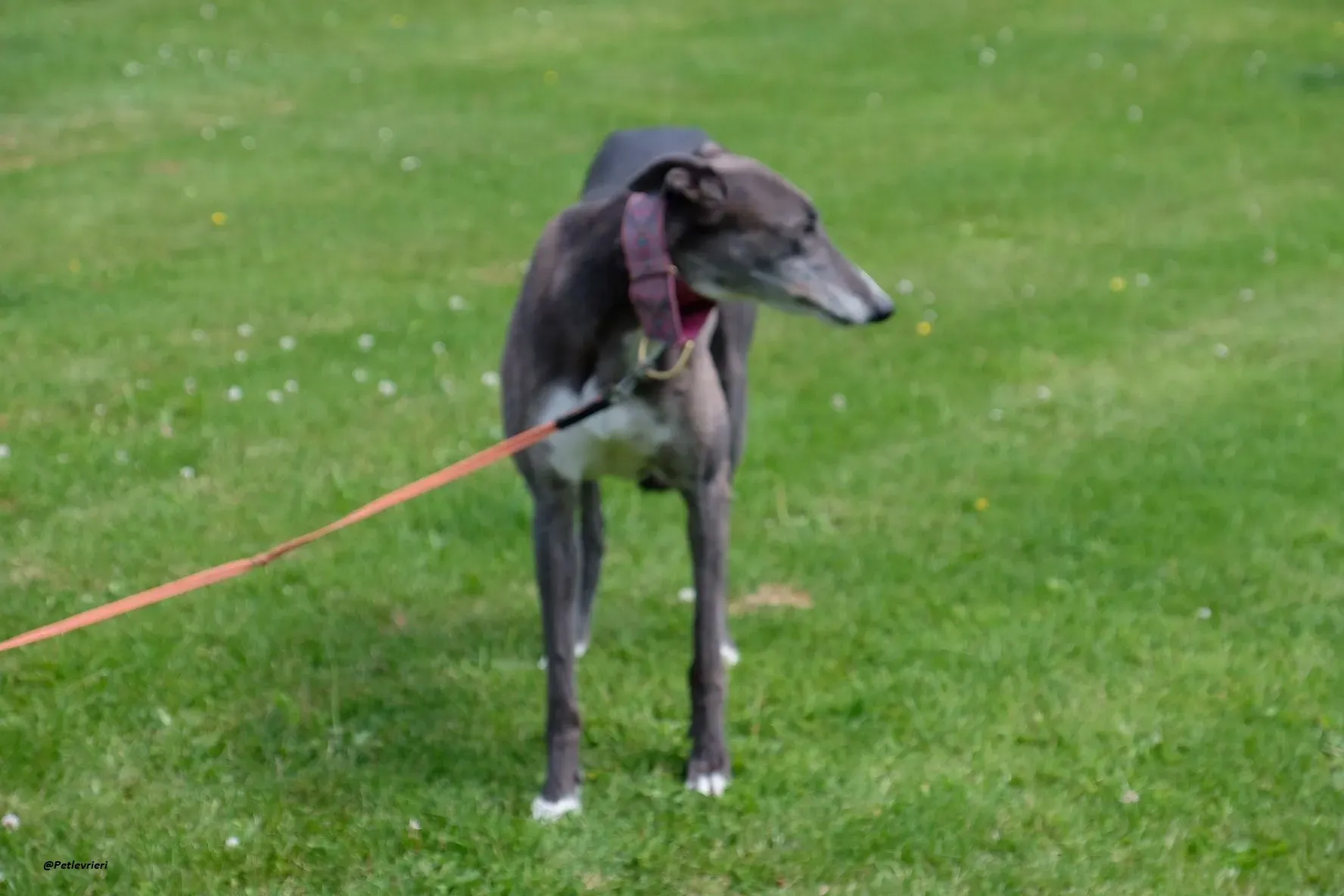 GLORIA GREYHOUND ADOZIONELVRIERI 2