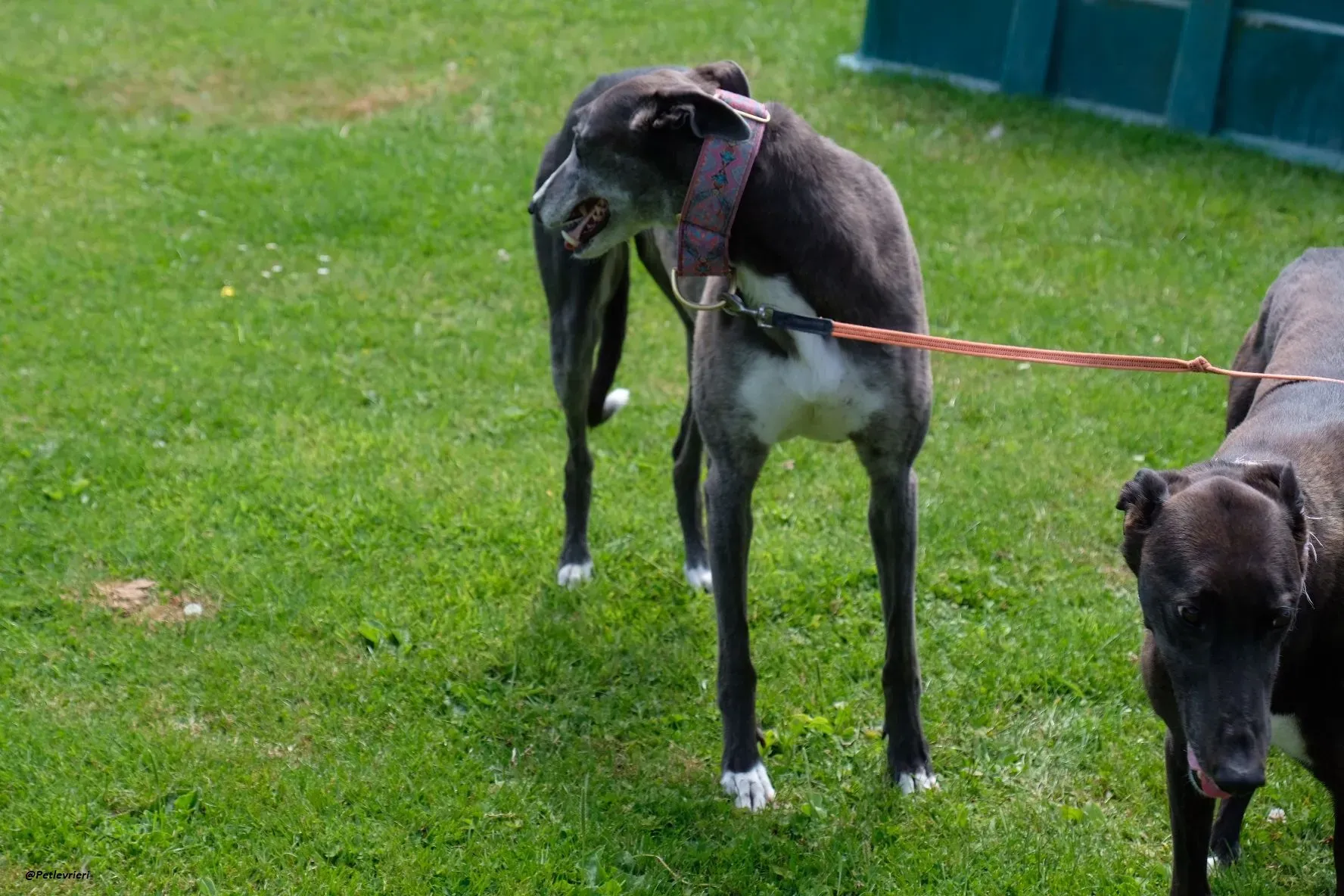 GLORIA GREYHOUND ADOZIONELVRIERI 3