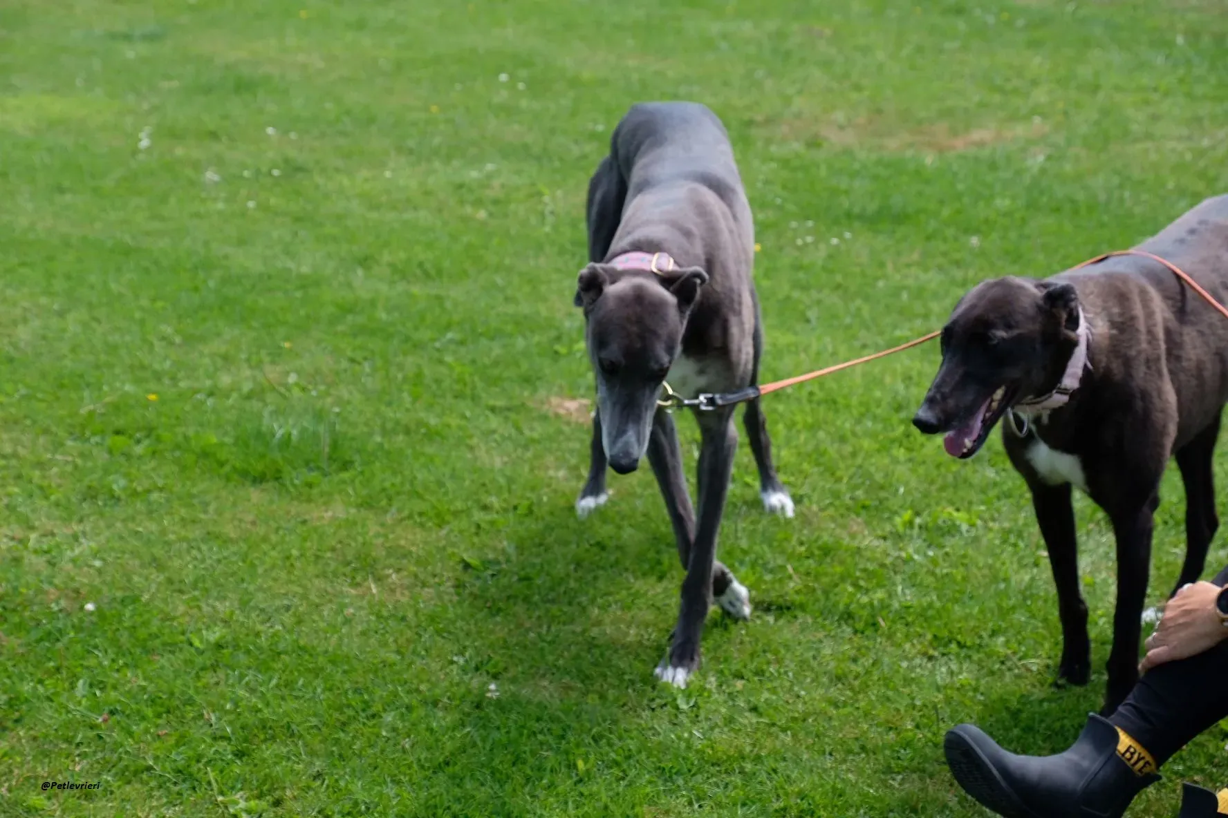 GLORIA GREYHOUND ADOZIONELVRIERI 4