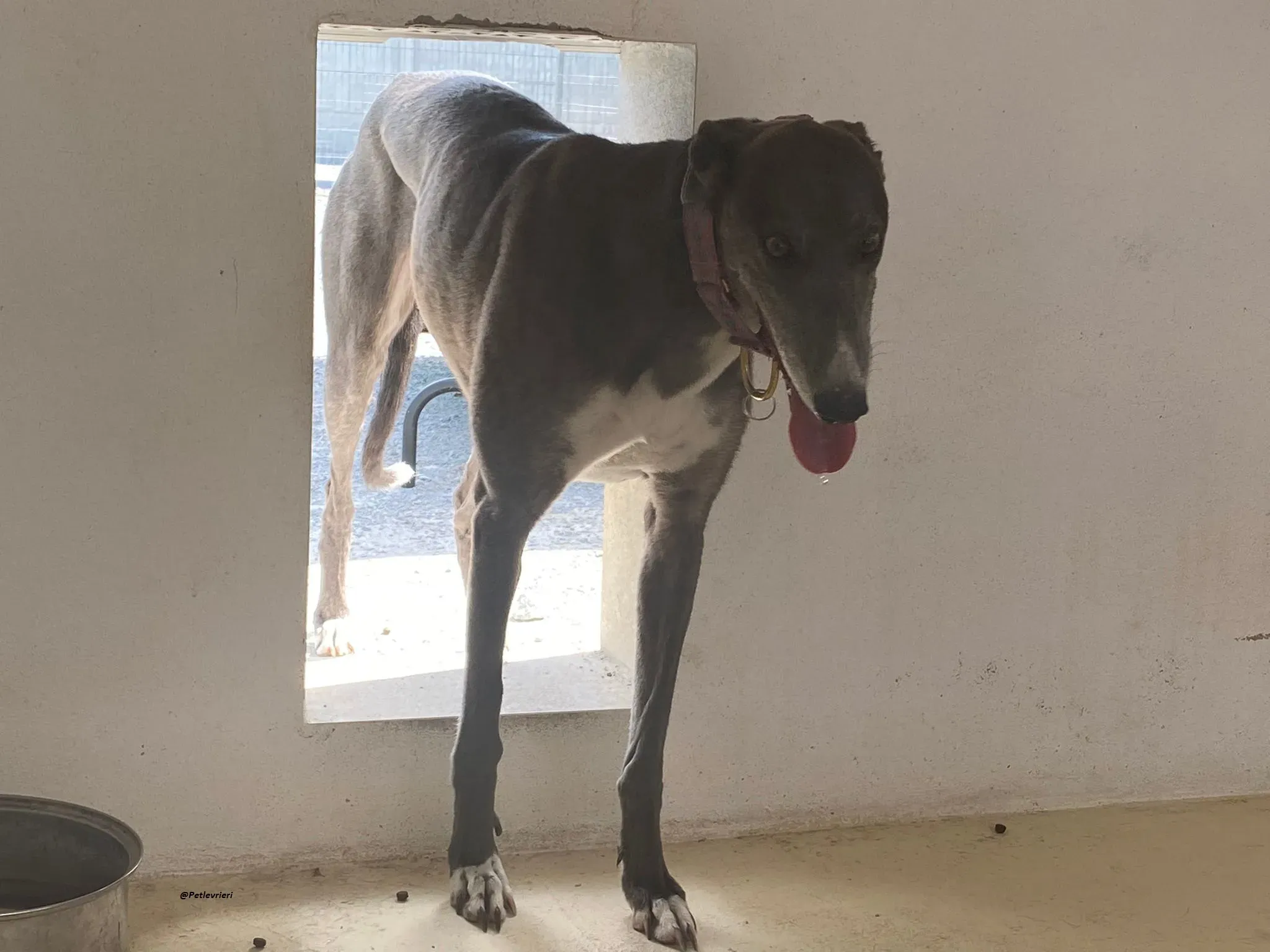 GLORIA GREYHOUND ADOZIONELVRIERI 5