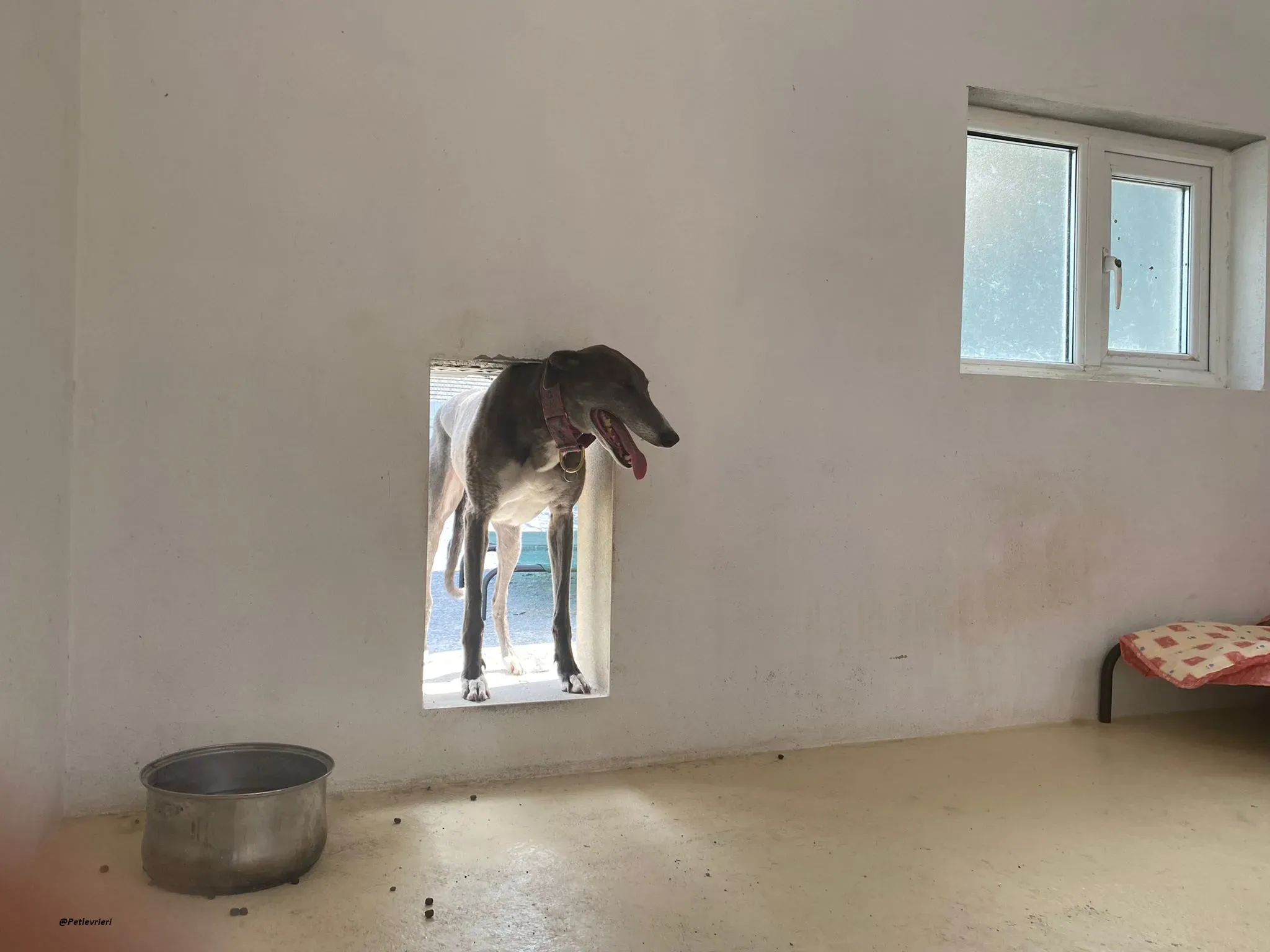 GLORIA GREYHOUND ADOZIONELVRIERI 6