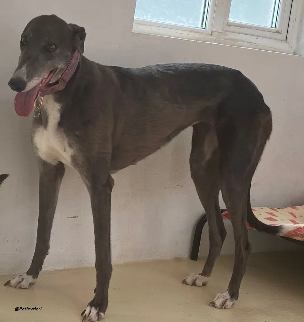 GLORIA GREYHOUND ADOZIONELVRIERI 7