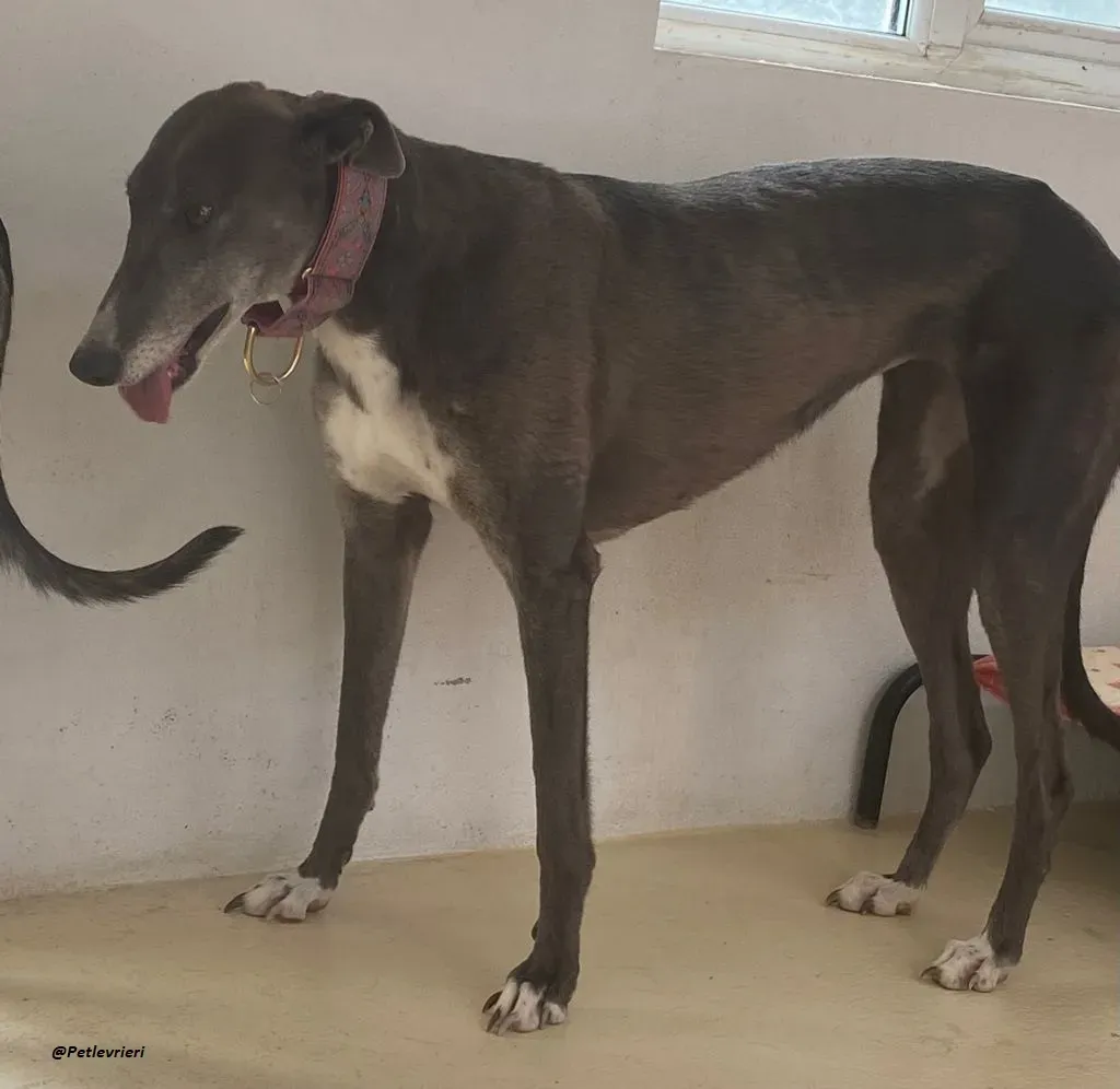 GLORIA GREYHOUND ADOZIONELVRIERI 8