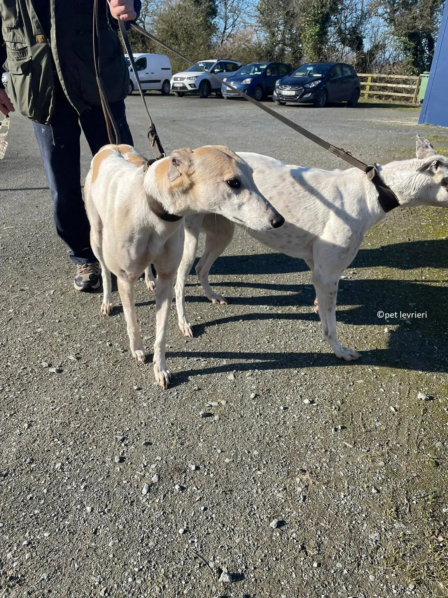 GREY BIANCA E FULVA adozione levriero greyhound1 1