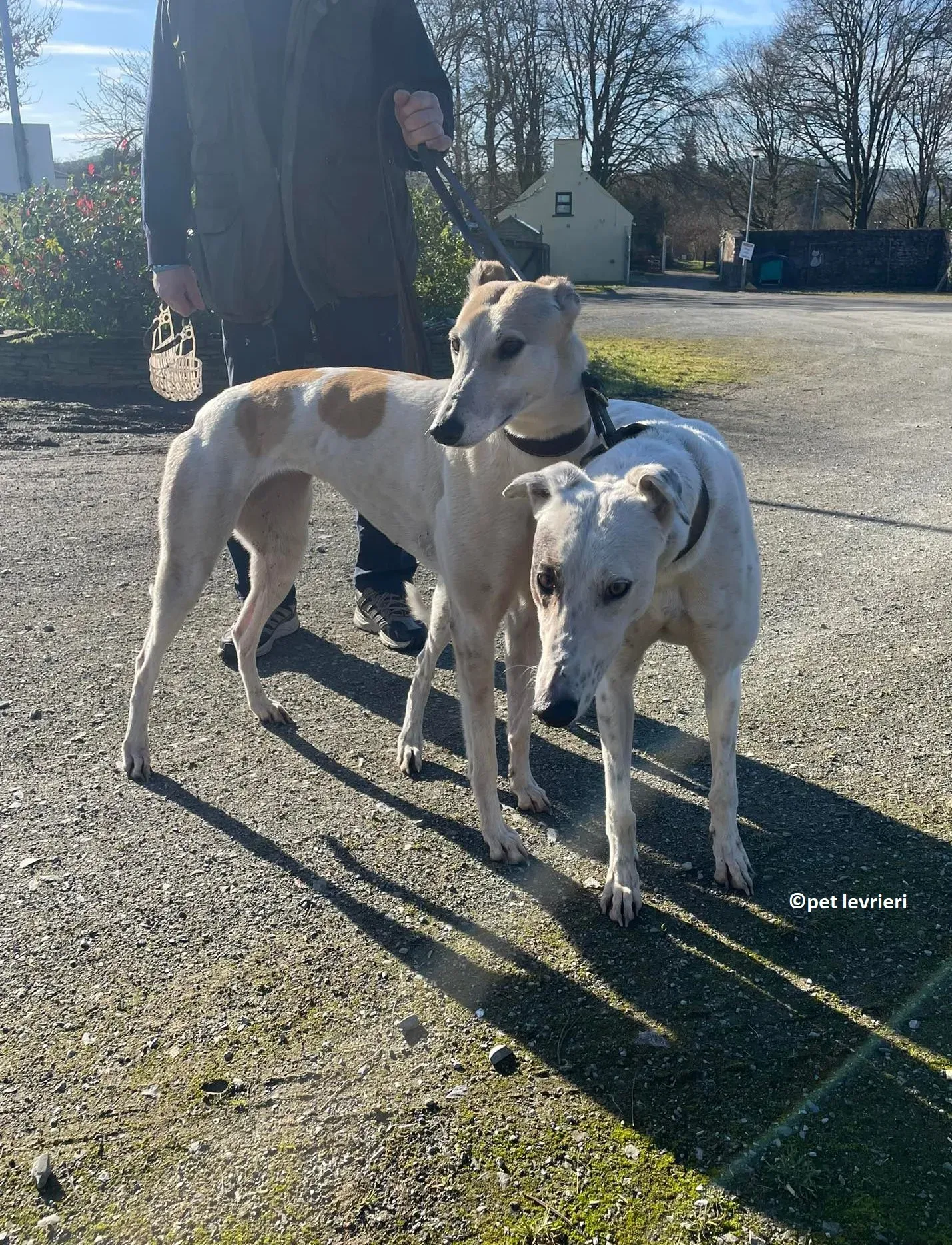 GREY BIANCA E FULVA adozione levriero greyhound10