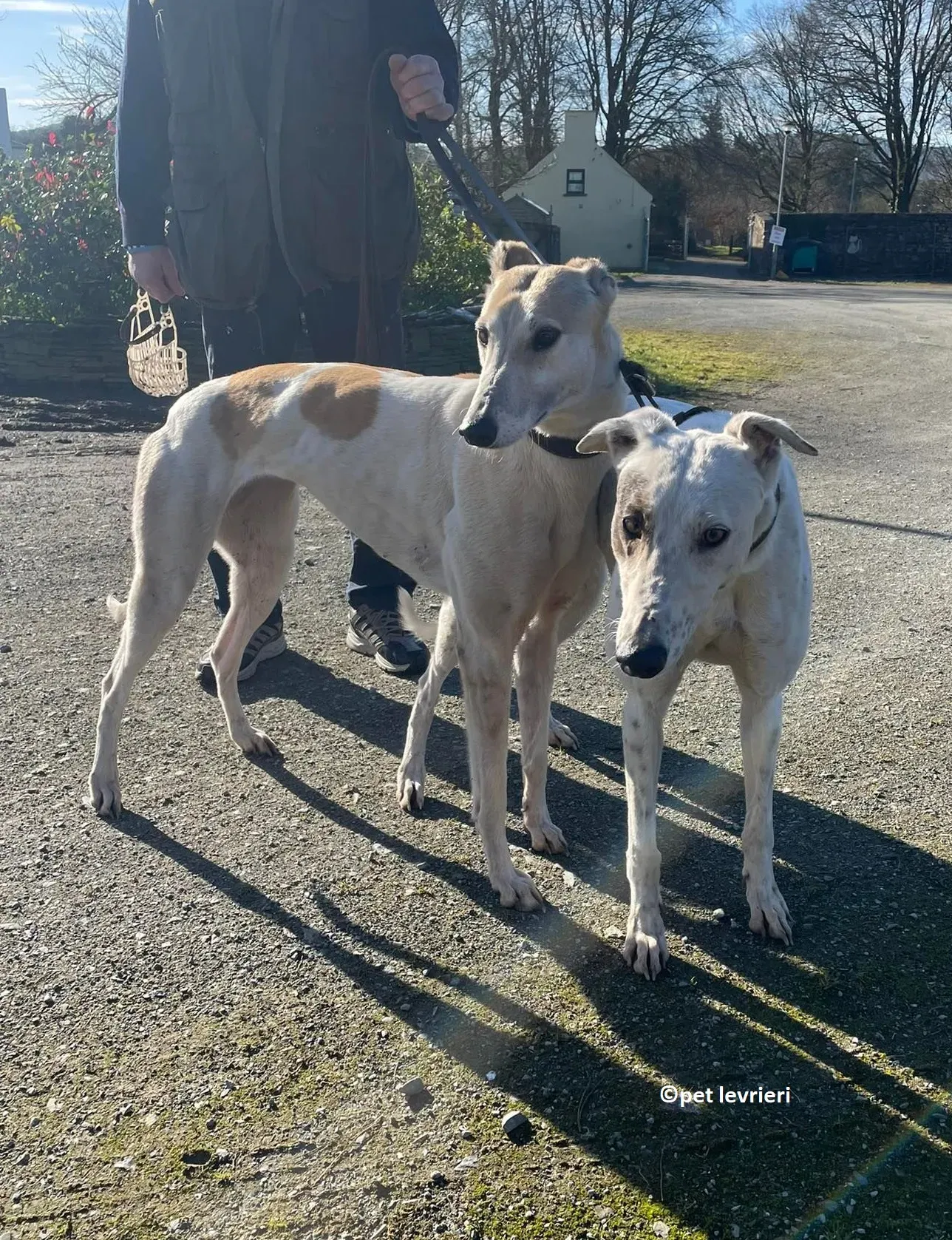 GREY BIANCA E FULVA adozione levriero greyhound11