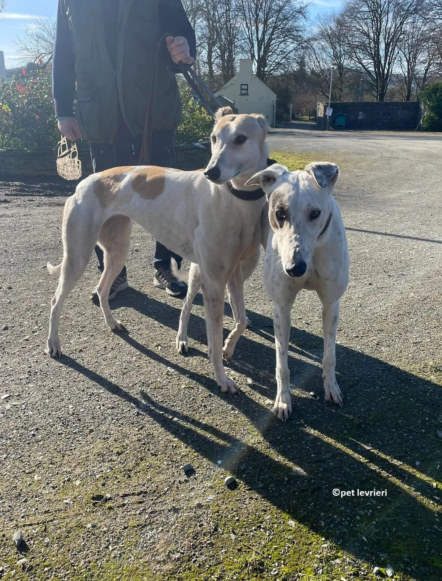 GREY BIANCA E FULVA adozione levriero greyhound12