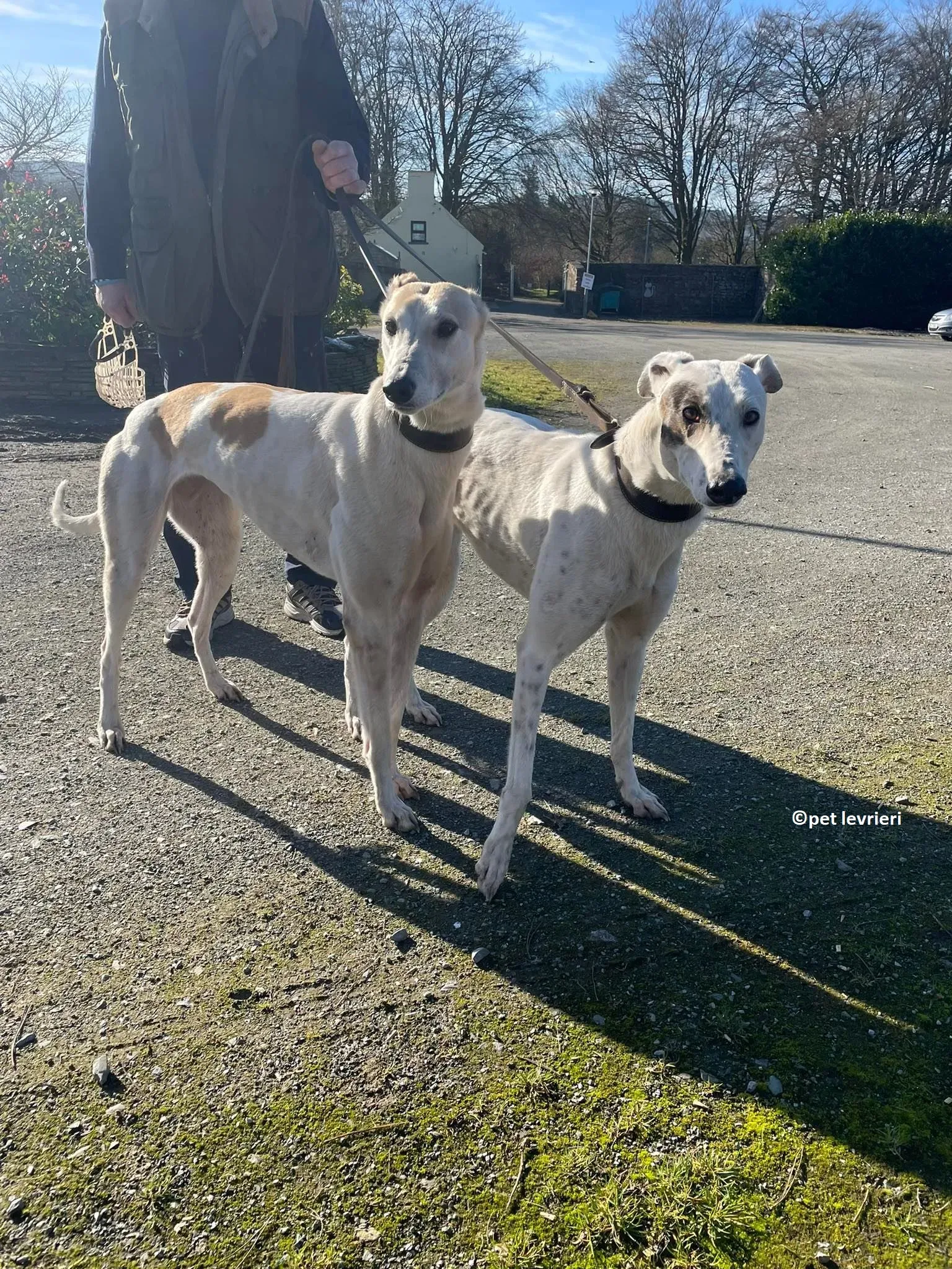 GREY BIANCA E FULVA adozione levriero greyhound13