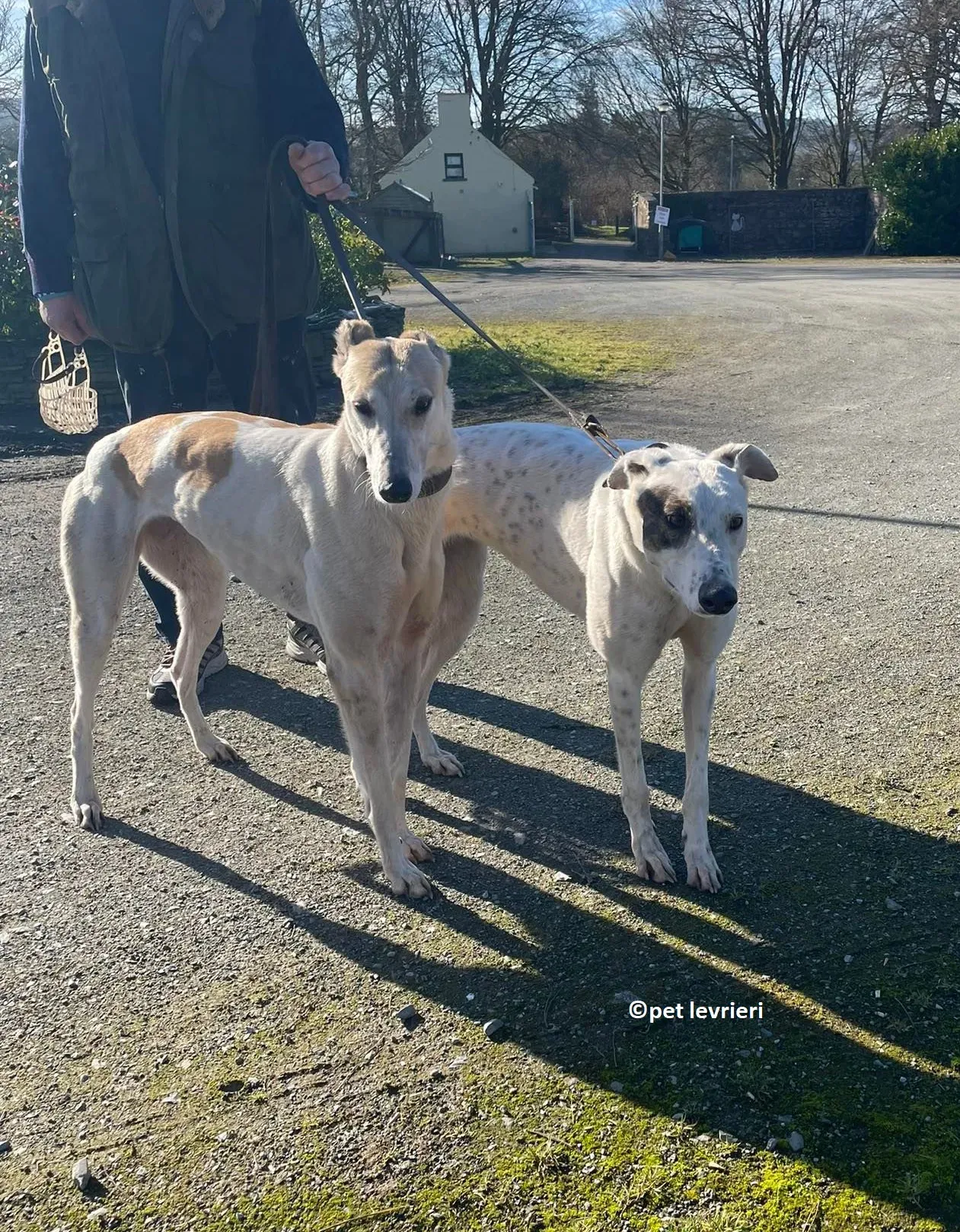 GREY BIANCA E FULVA adozione levriero greyhound15