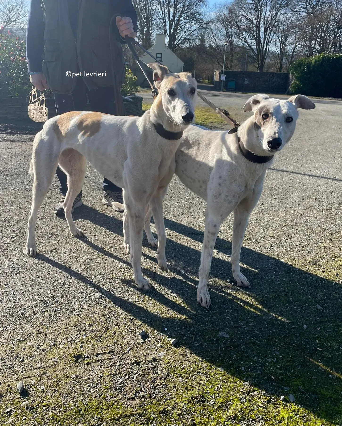 GREY BIANCA E FULVA adozione levriero greyhound16 1