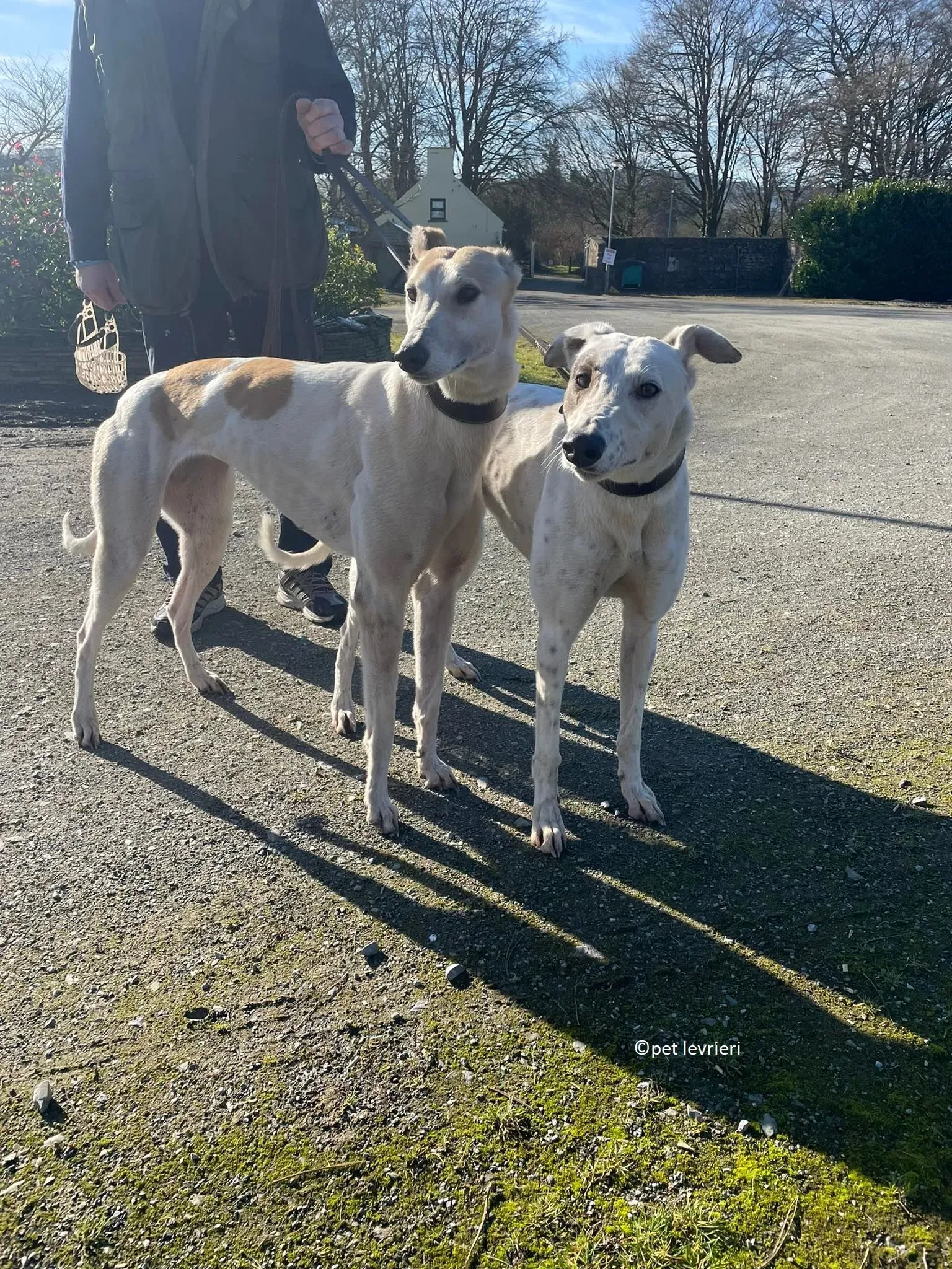 GREY BIANCA E FULVA adozione levriero greyhound17 1