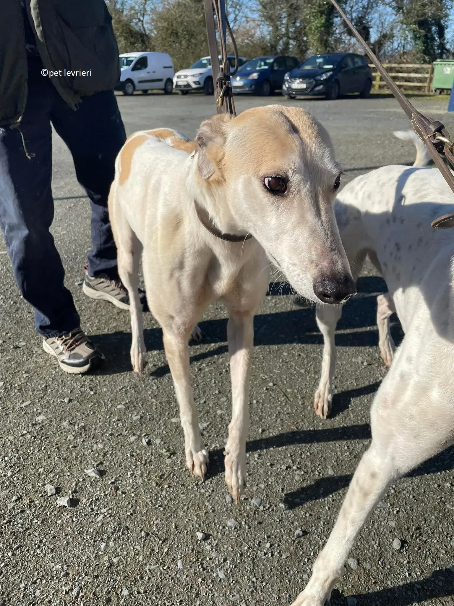 GREY BIANCA E FULVA adozione levriero greyhound18 1