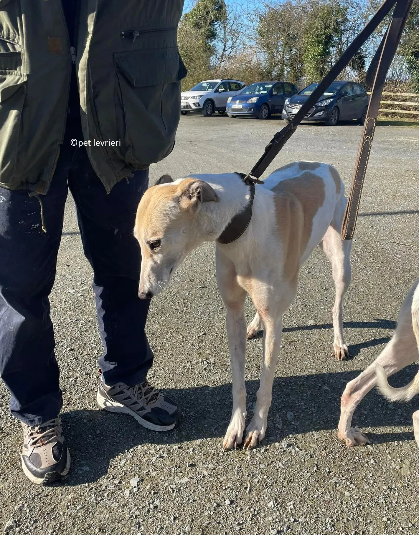 GREY BIANCA E FULVA adozione levriero greyhound2 1