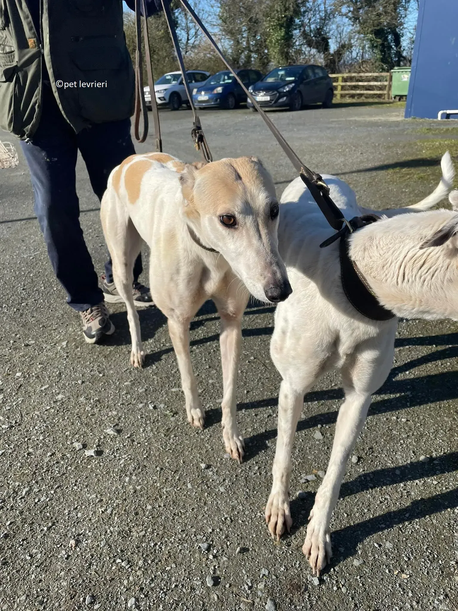 GREY BIANCA E FULVA adozione levriero greyhound20 1