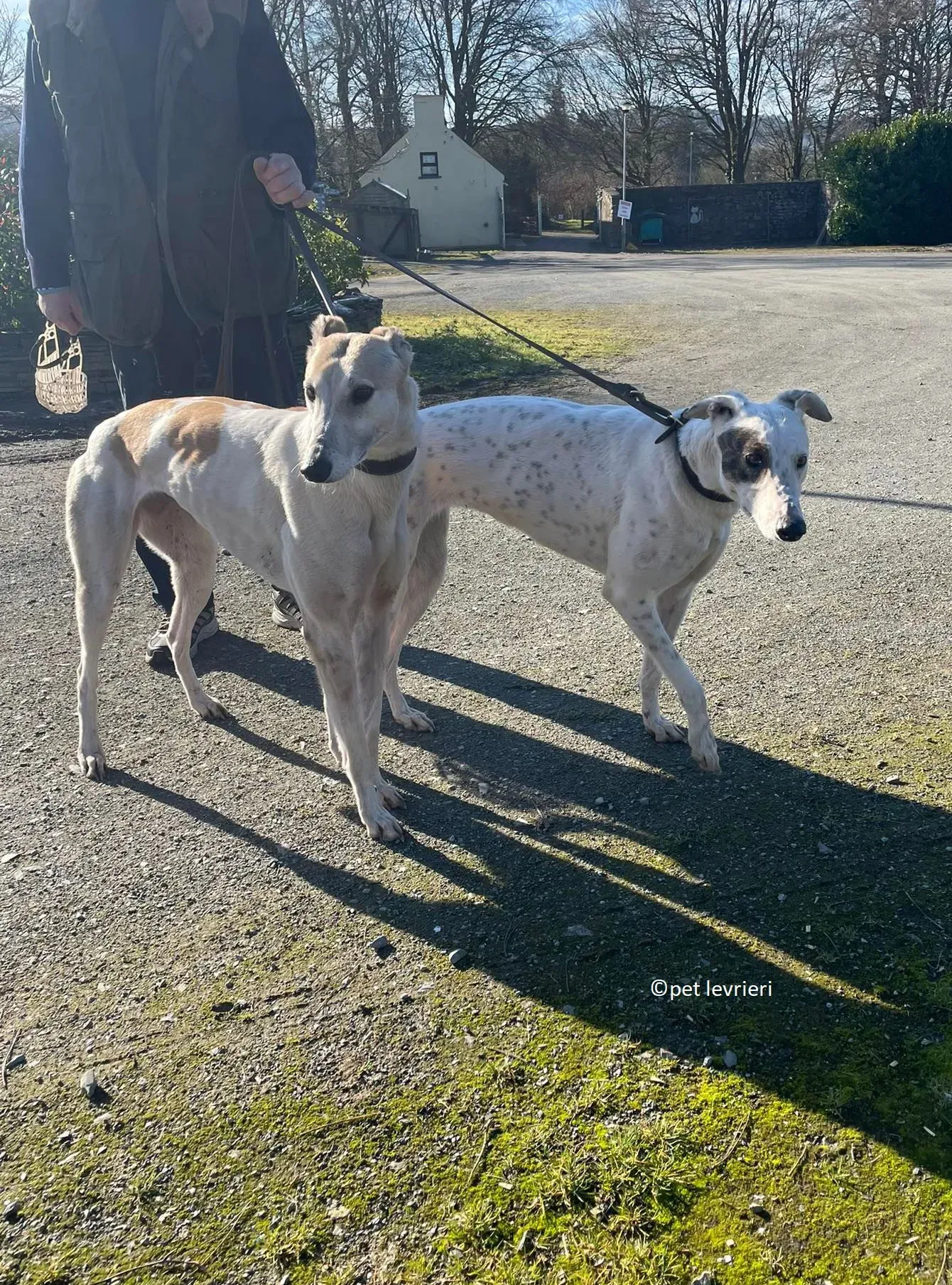 GREY BIANCA E FULVA adozione levriero greyhound22