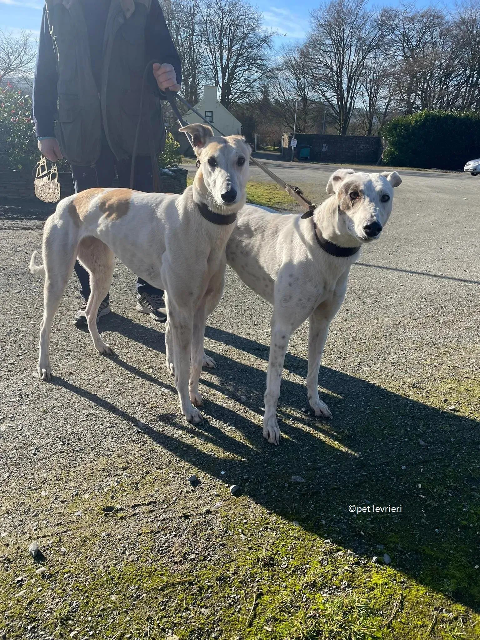 GREY BIANCA E FULVA adozione levriero greyhound23