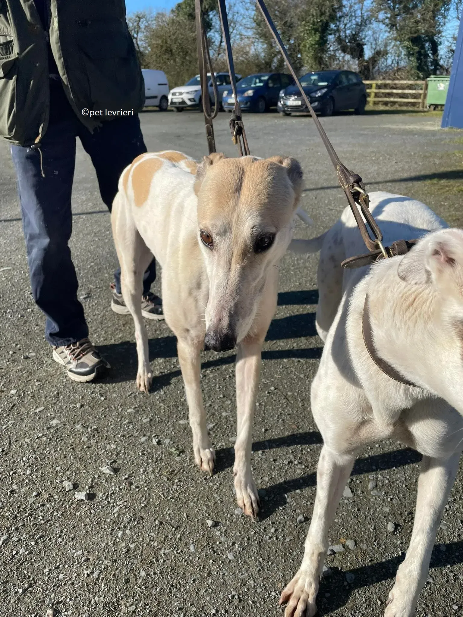 GREY BIANCA E FULVA adozione levriero greyhound24 1