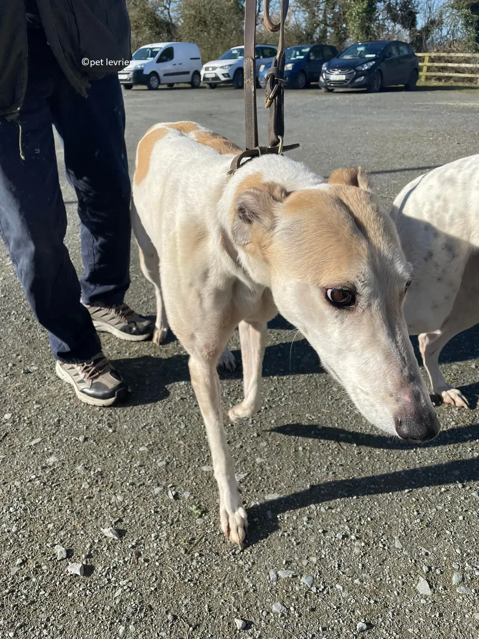 GREY BIANCA E FULVA adozione levriero greyhound25