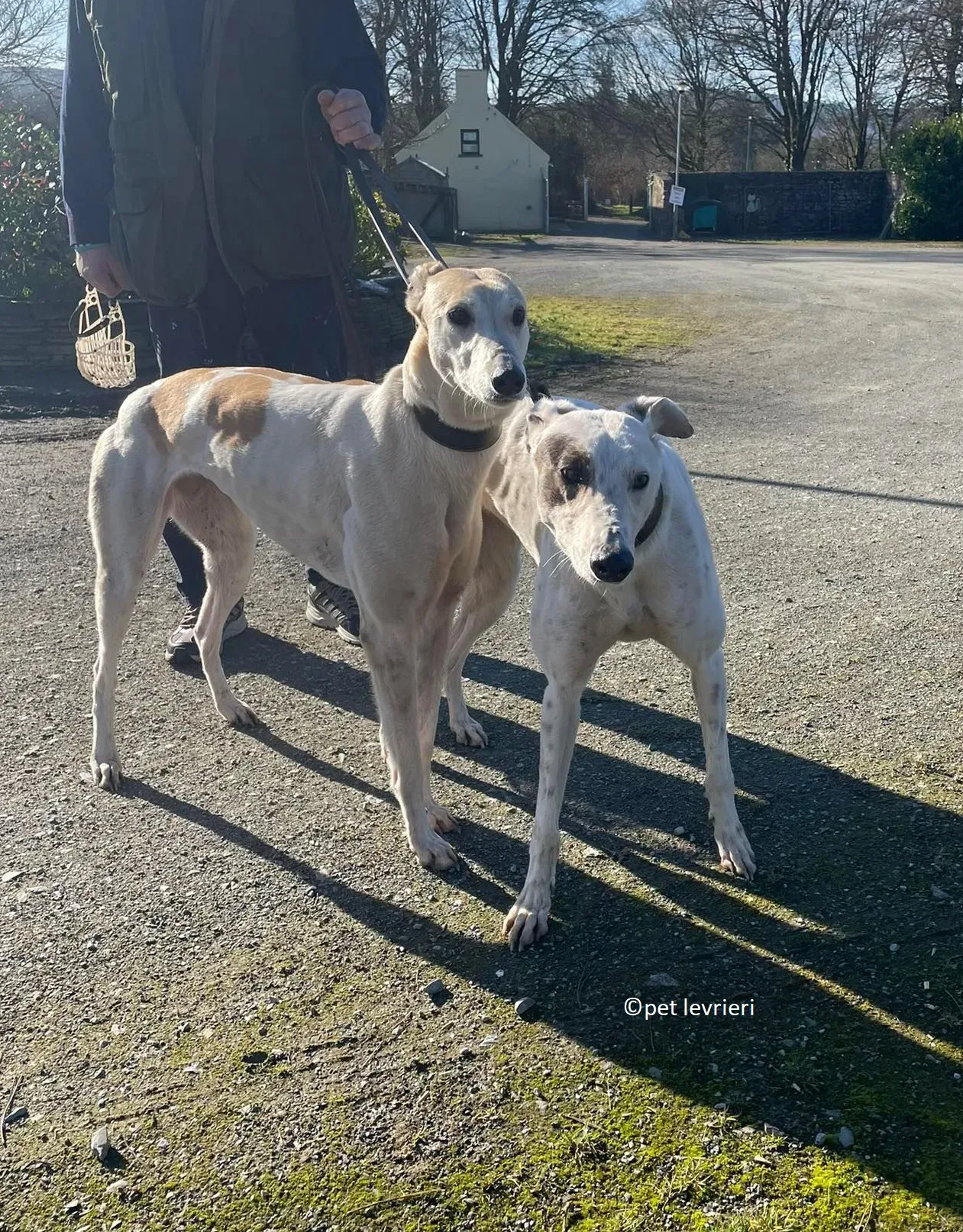 GREY BIANCA E FULVA adozione levriero greyhound26