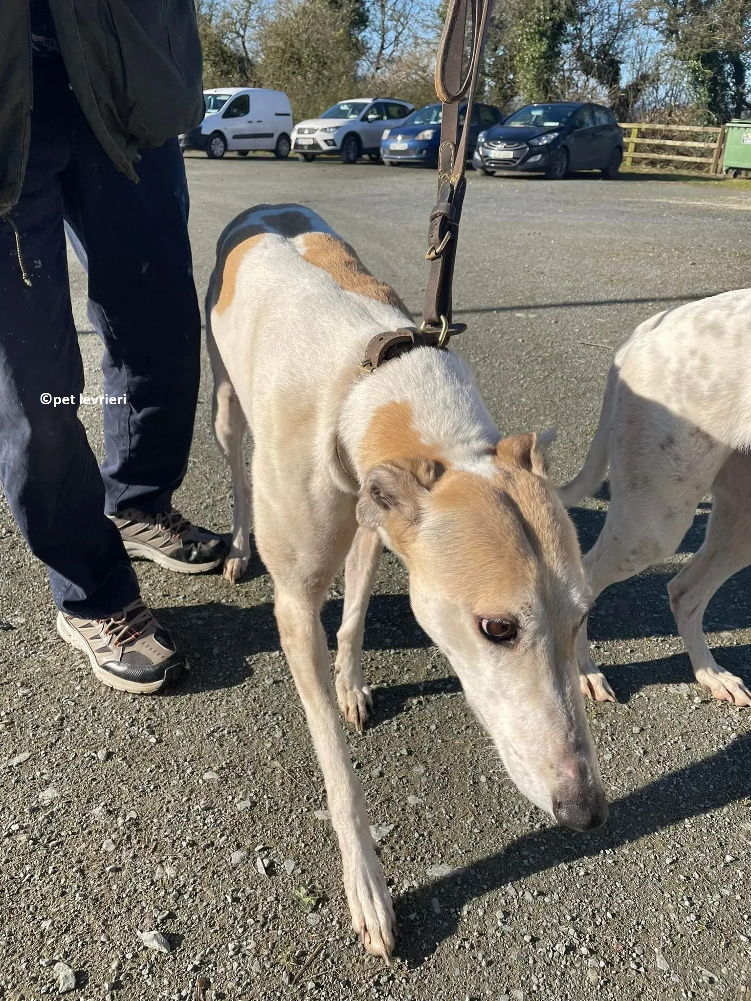 GREY BIANCA E FULVA adozione levriero greyhound3