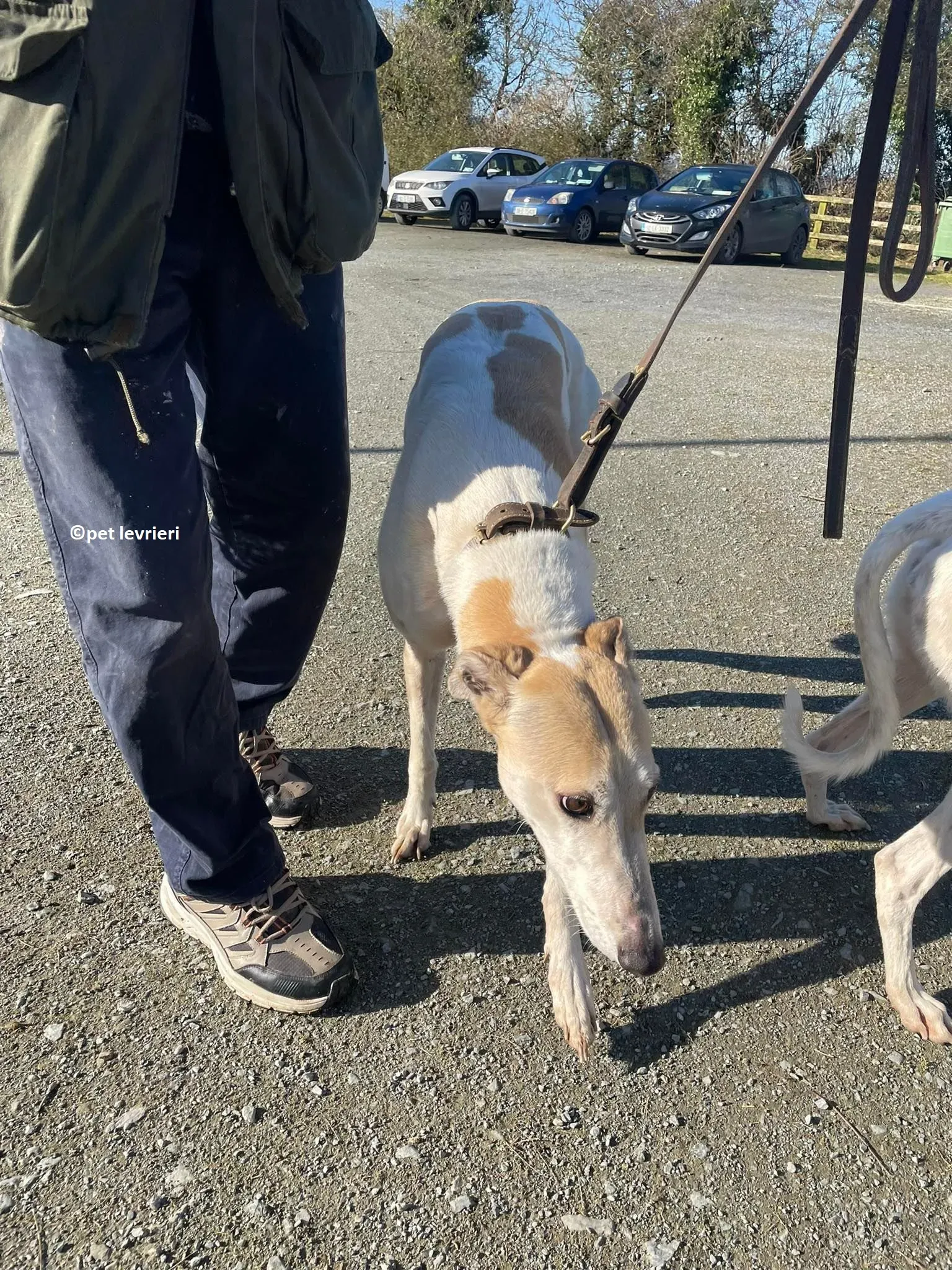 GREY BIANCA E FULVA adozione levriero greyhound4