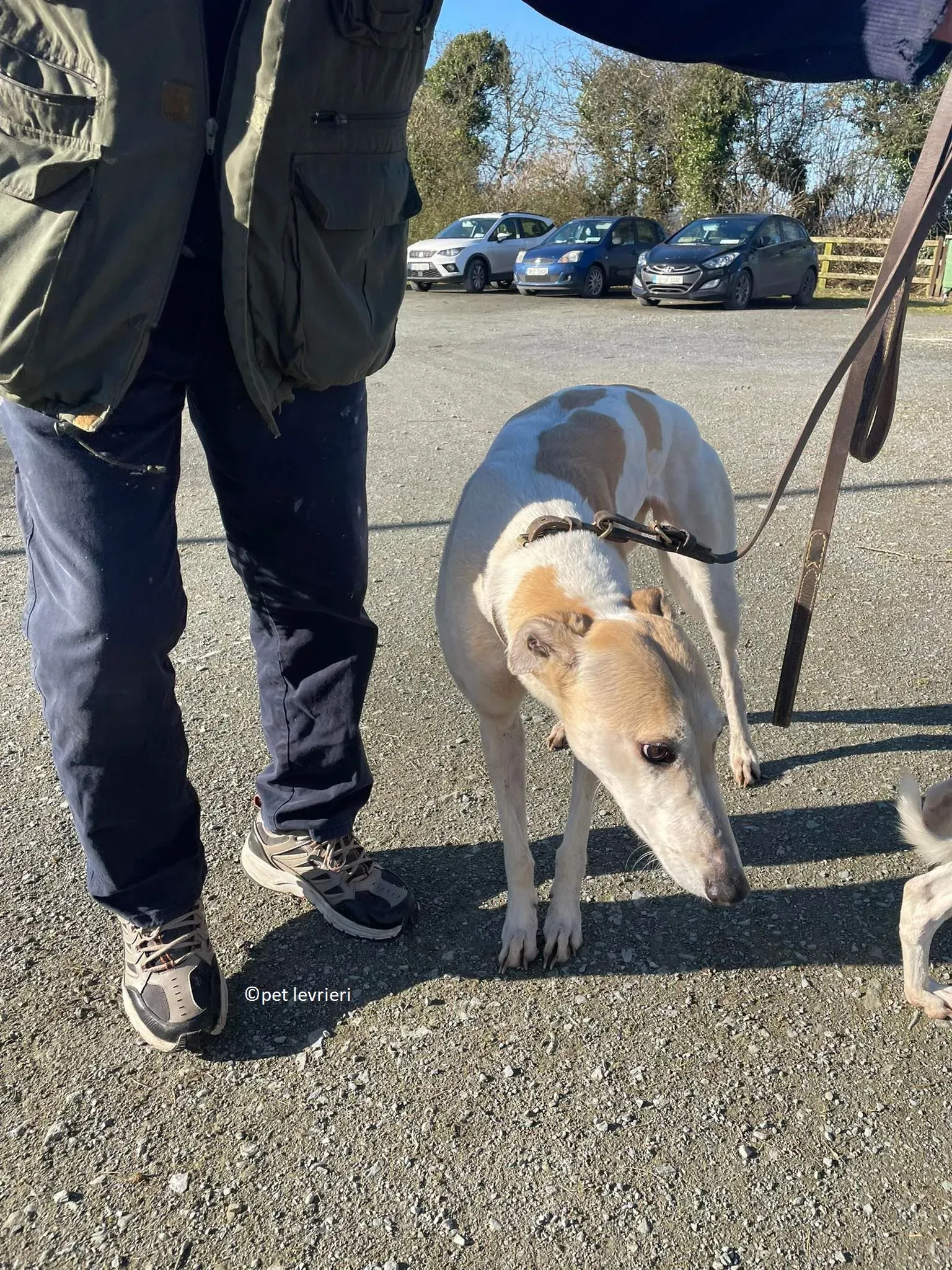 GREY BIANCA E FULVA adozione levriero greyhound5