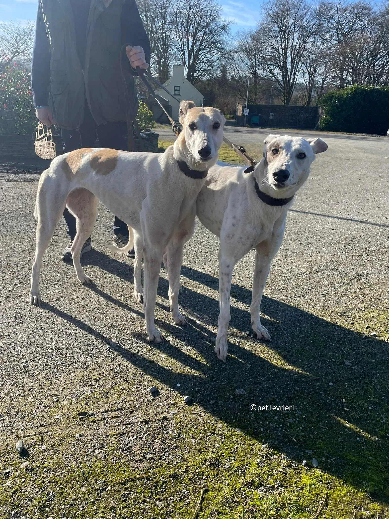 GREY BIANCA E FULVA adozione levriero greyhound6