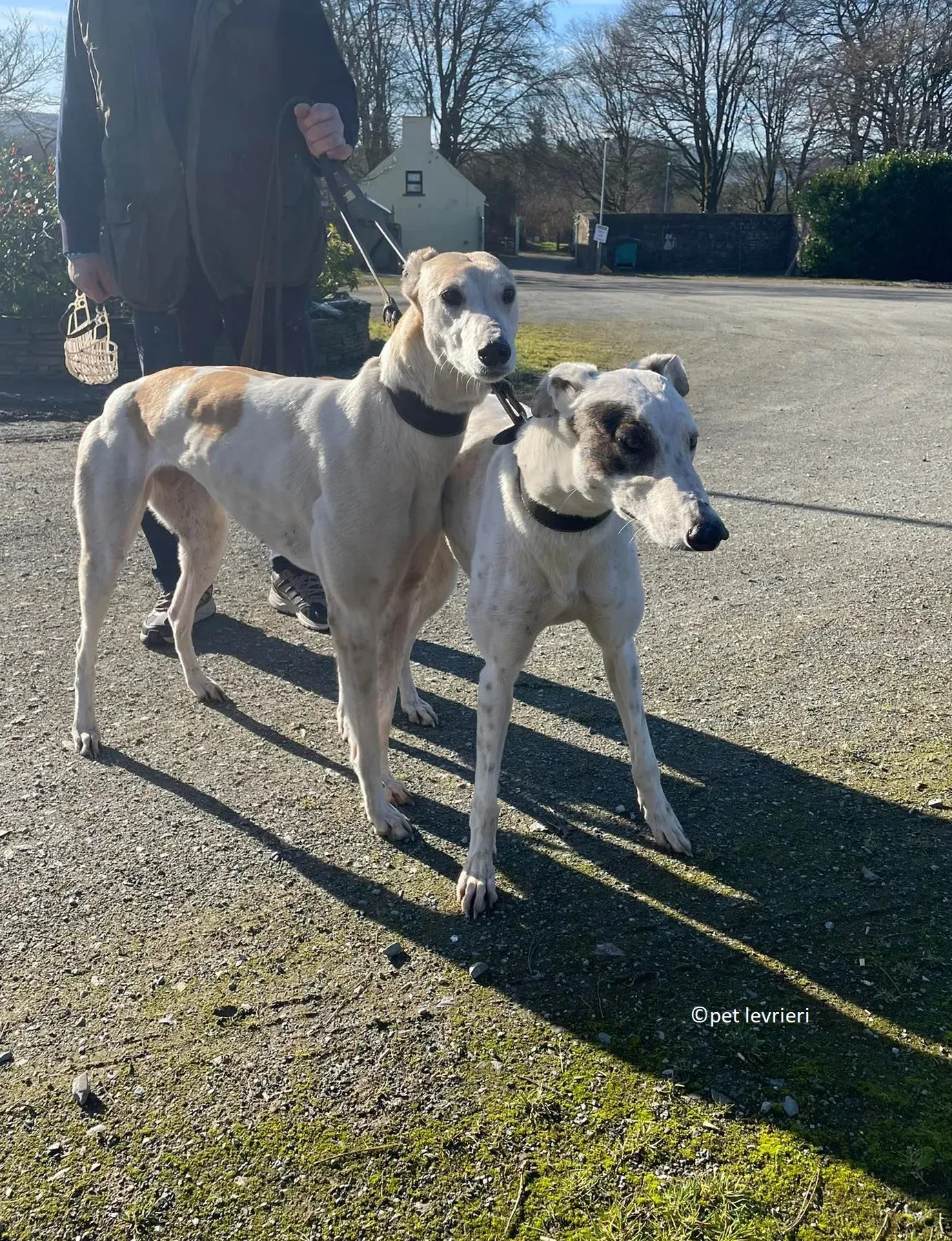 GREY BIANCA E FULVA adozione levriero greyhound7