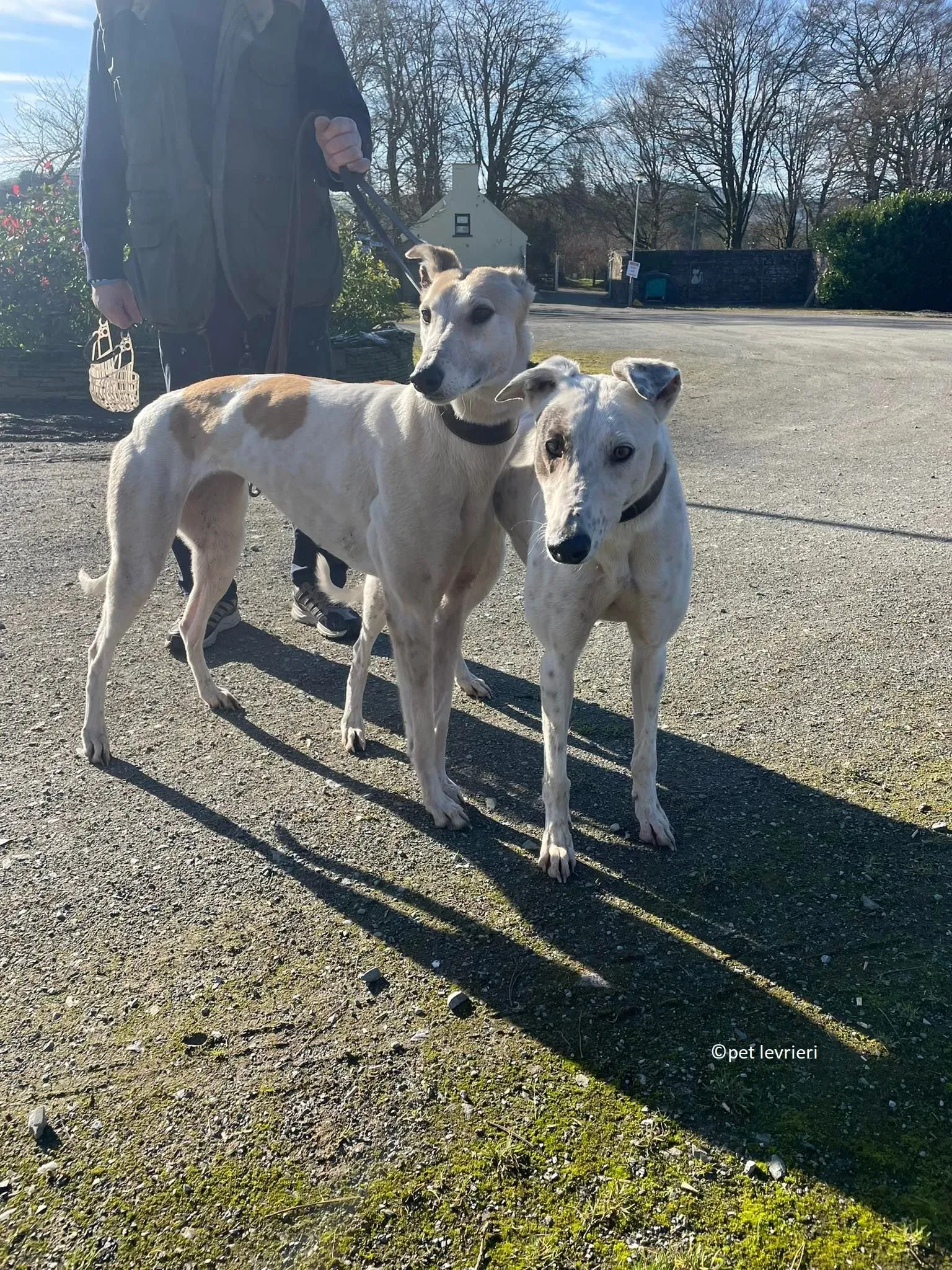 GREY BIANCA E FULVA adozione levriero greyhound8